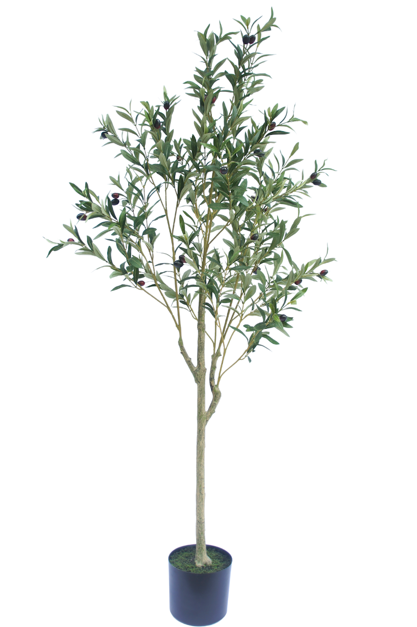 Olijfboom Groen | 150 cm