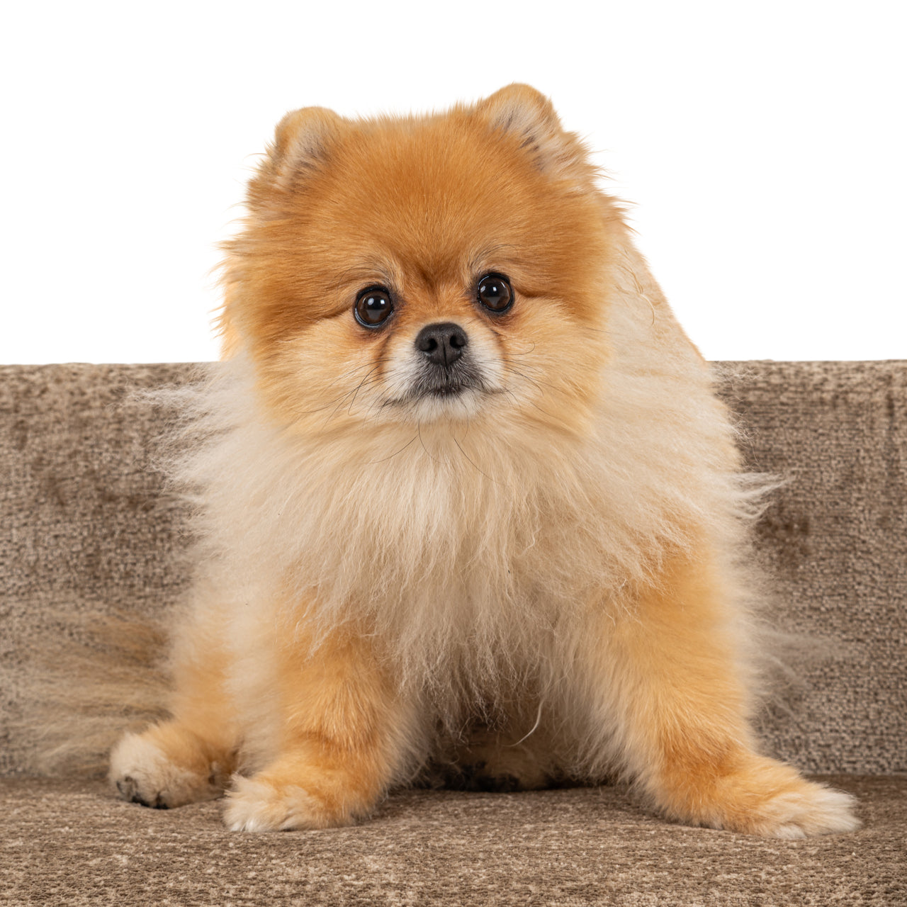 Huisdierenbed Bingo taupe chenille (Bergen 104 taupe chenille)