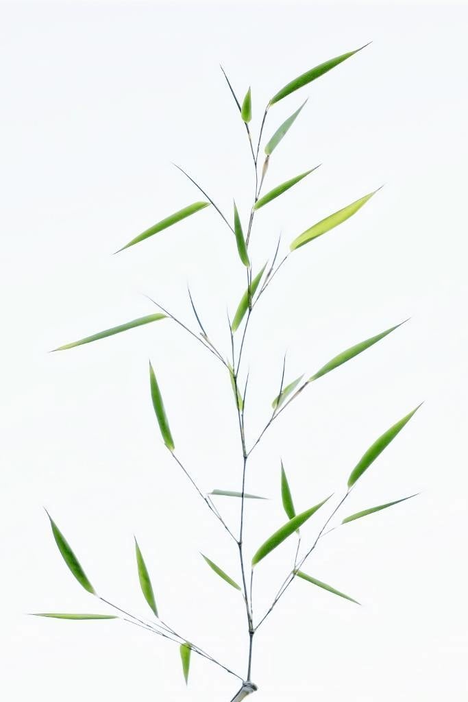 Just leaves