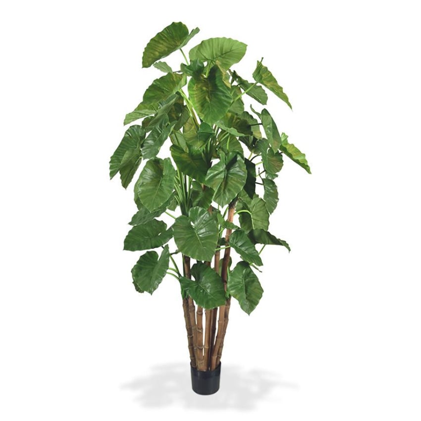 Plant Alocasia Calidora - Groen - H210