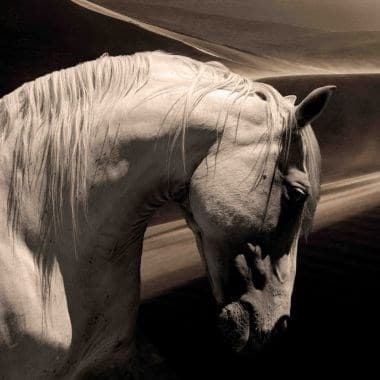 Foto Art - 'Arabian horse'