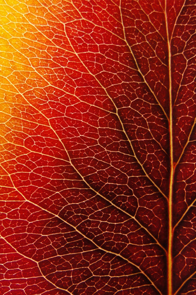 Autumn Leaf - Copy