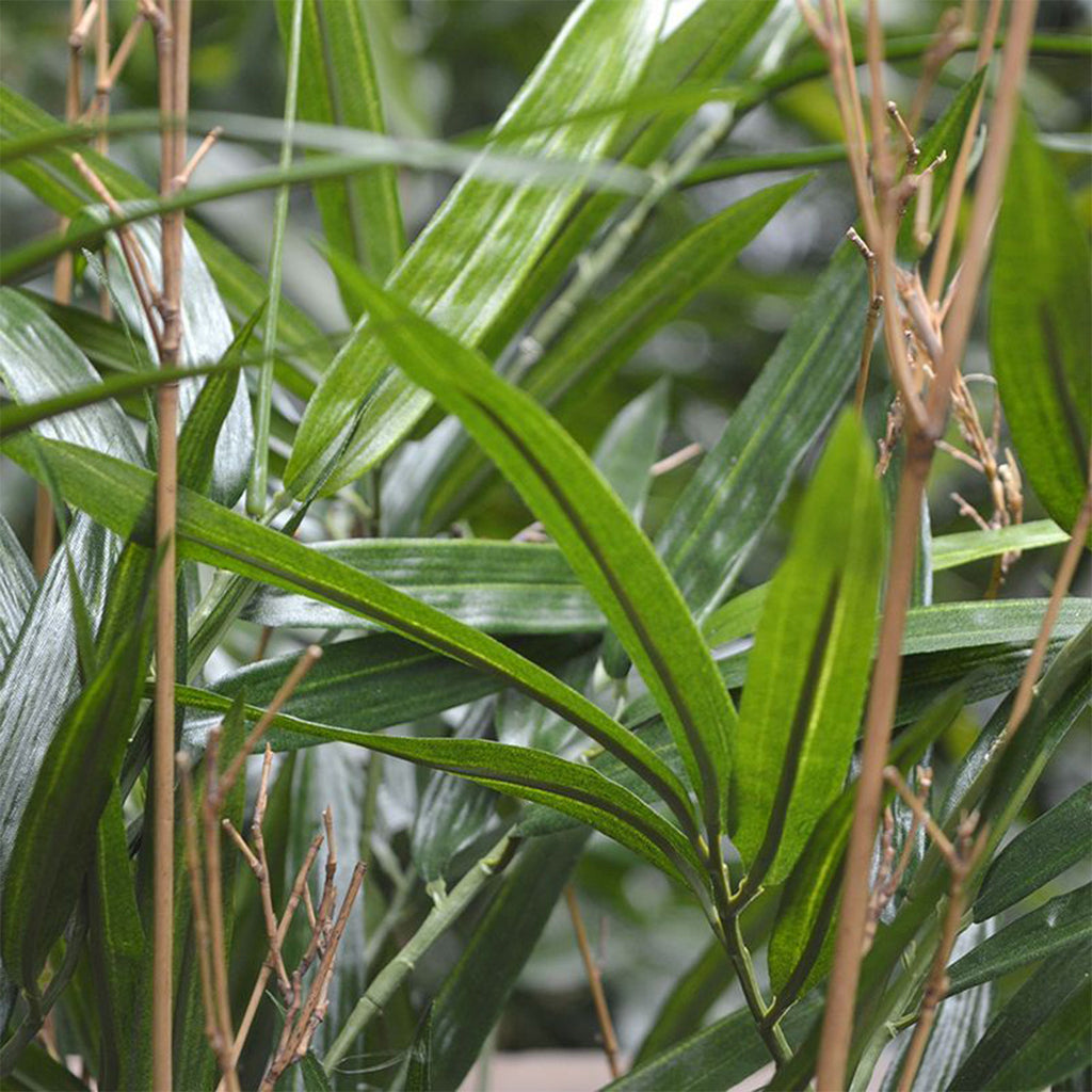 Plant Bamboe - Groen - H180