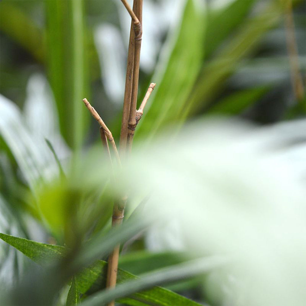 Plant Bamboe - Groen - H180