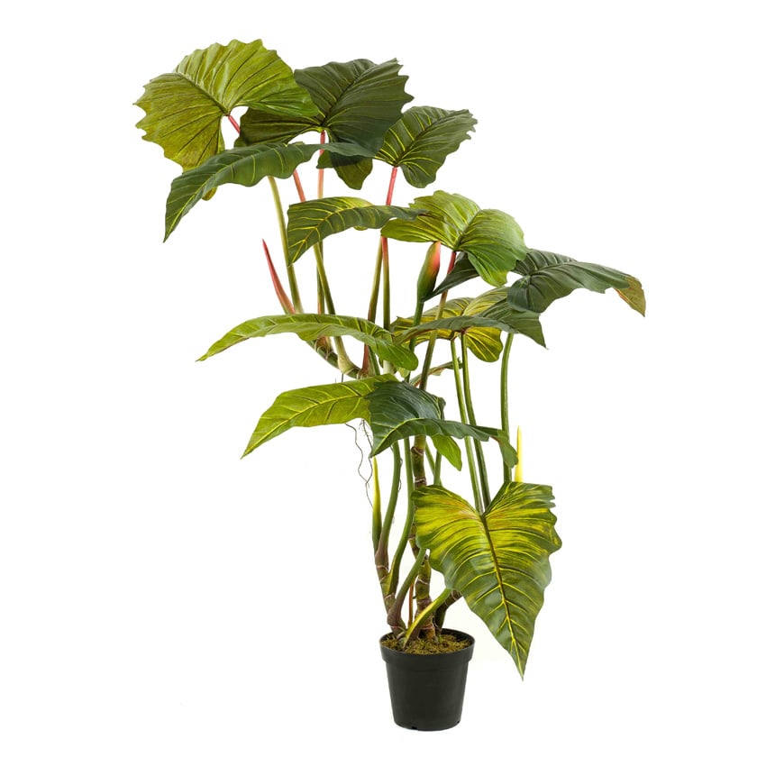 Kunstplant Colocasia - H175
