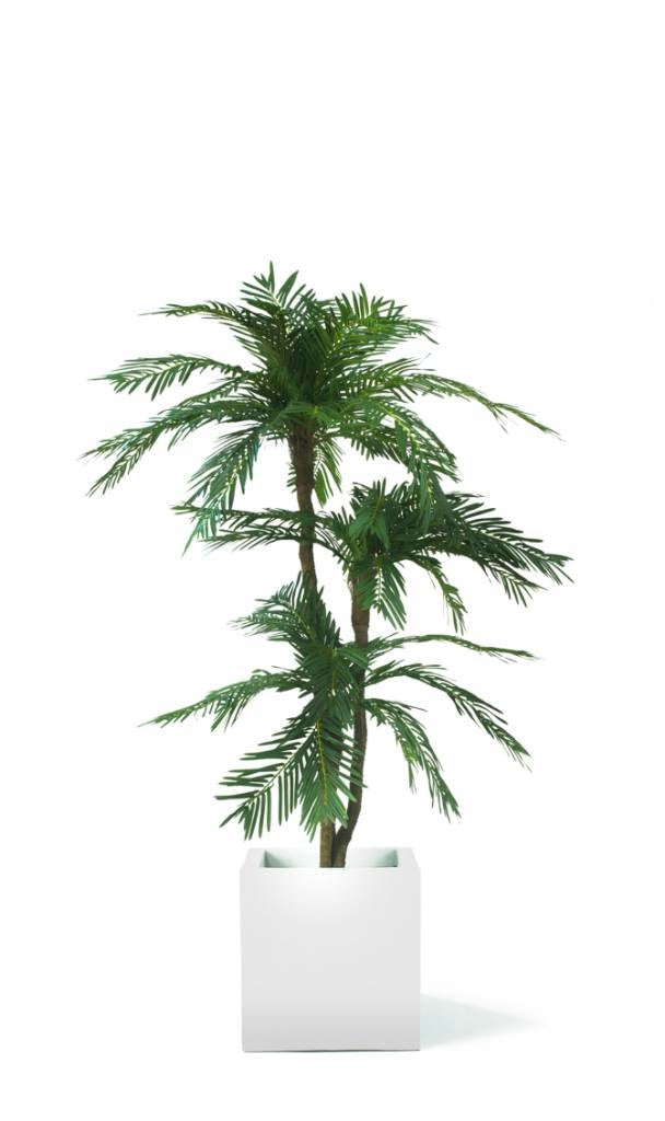 Palm Cycas Classic | 165 cm