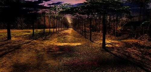Foto Art - 'Dutch forest II'