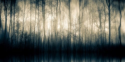 Foto Art - 'Forest whispers II'