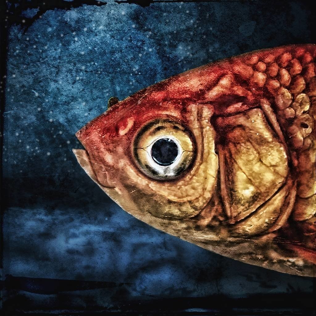Isidor, the goldfish
