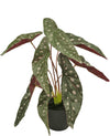 Kunst Begonia 40 cm in zwarte sierpot