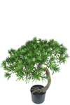 Bonsaiboom Pine | 55 cm