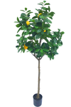 Citroenboom Groen | 165 cm