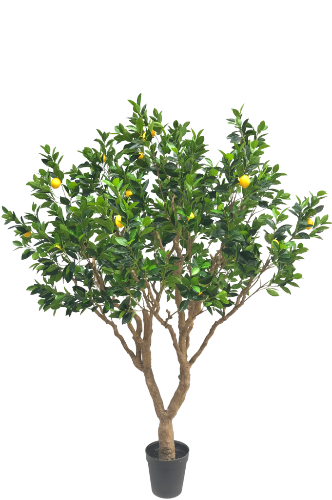 Citroenboom Groen | 250 cm