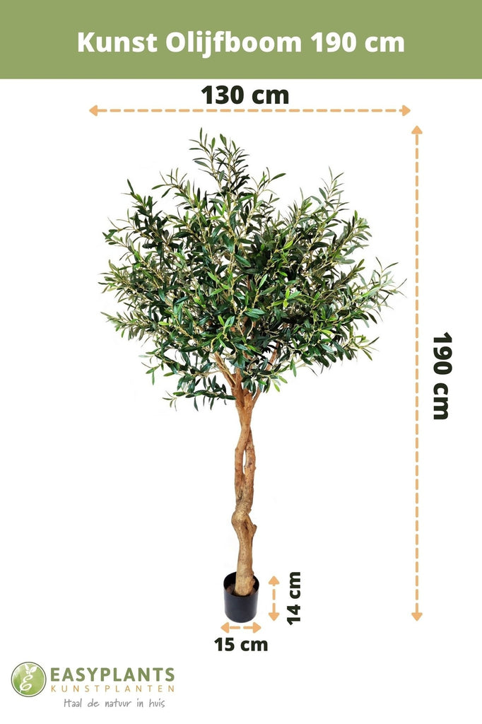 Olijfboom Groen | 190 cm