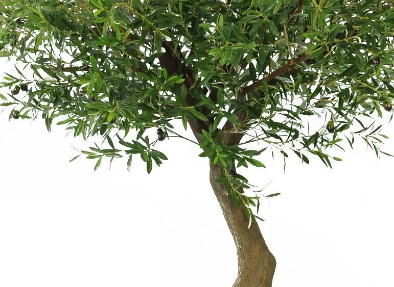 Olijfboom met olijven | 270 cm