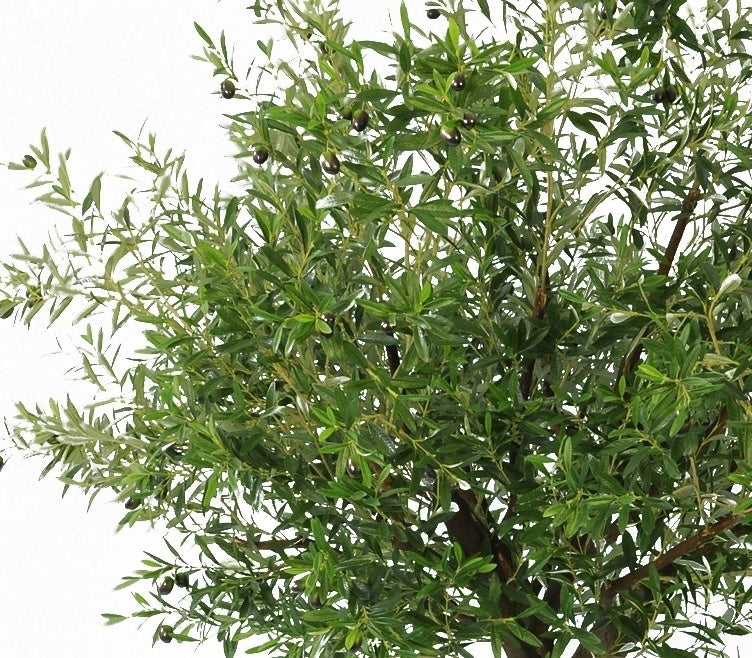 Olijfboom met olijven | 270 cm