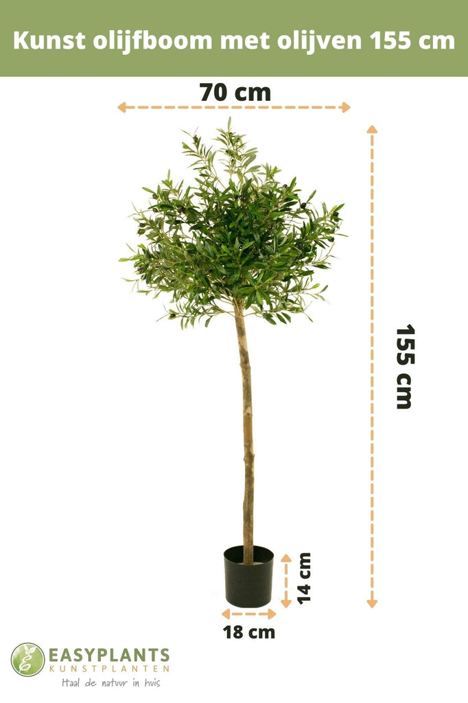Olijfboom met olijven | 155 cm