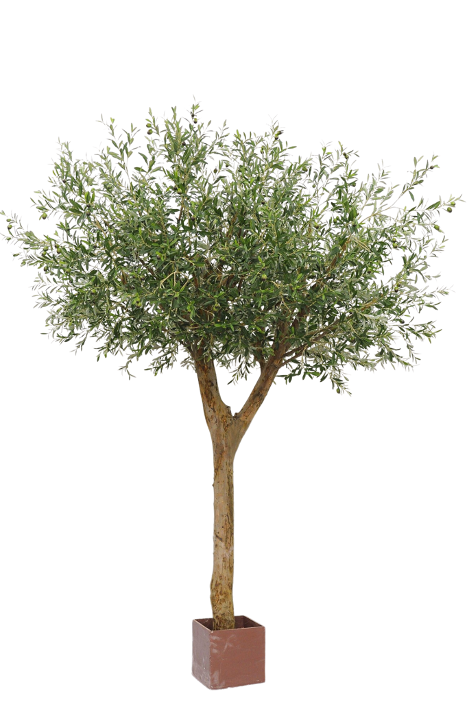 Olijfboom met olijven | 260 cm