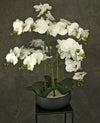 Kunst Orchidee 65 cm wit in zwarte schaal