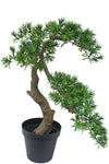 Bonsai Podocarpus | 75 cm
