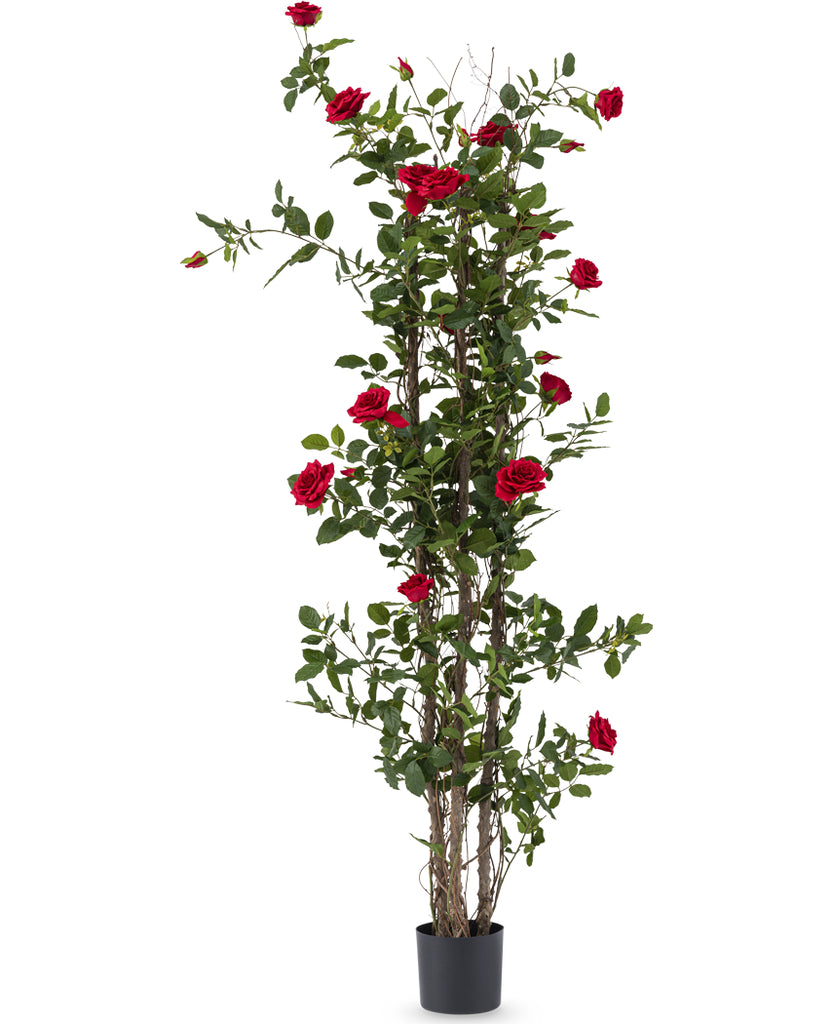 Rozenplant met bloemen | 180 cm