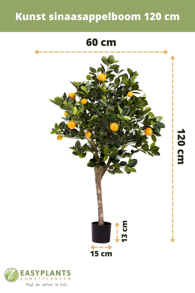 Sinaasappelboom Groen | 120 cm