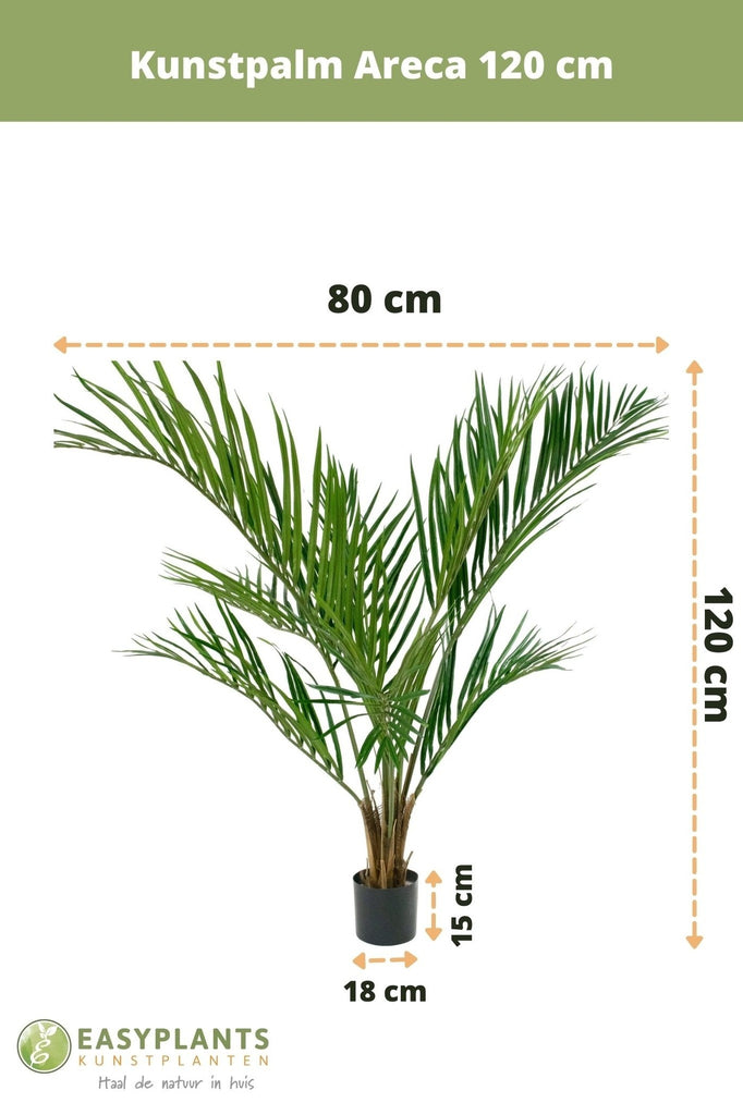 Palm Areca | 120 cm