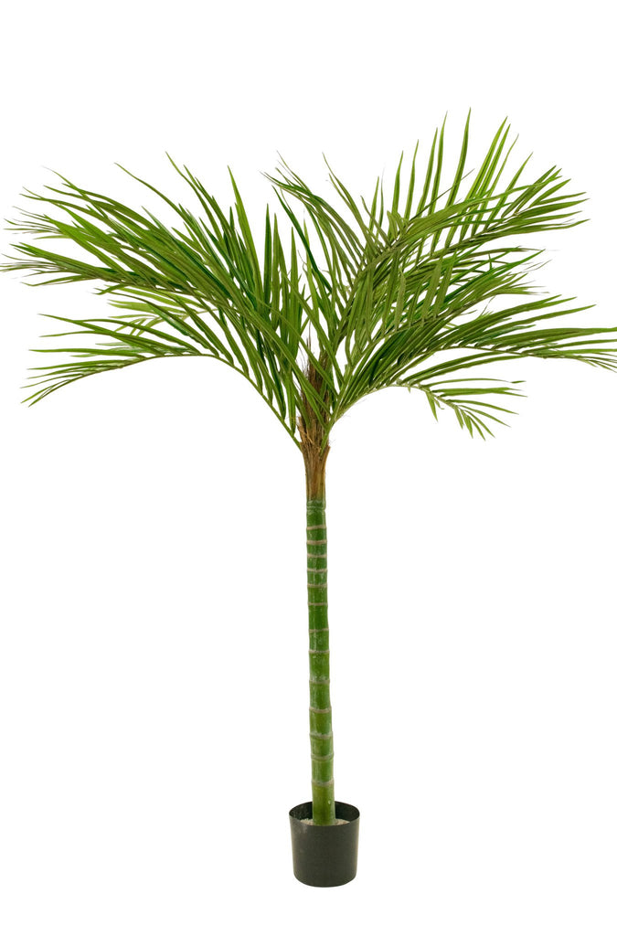 Palm Areca | 140 cm