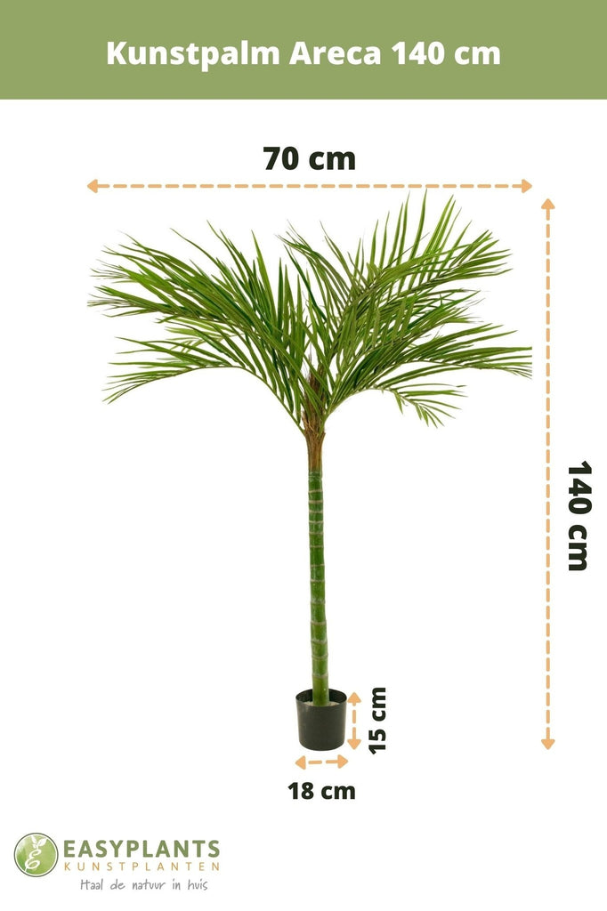 Palm Areca | 140 cm