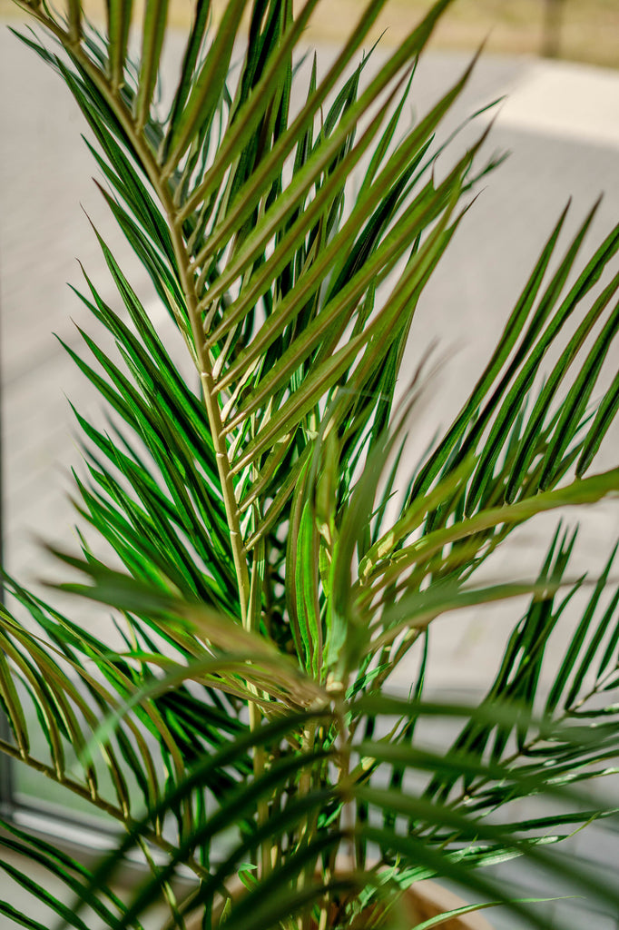 Palm Areca | 150 cm