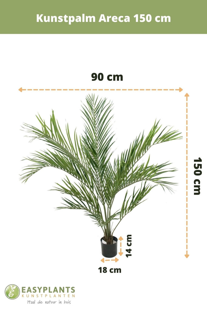 Palm Areca | 150 cm