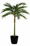 Palm Areca | 200 cm