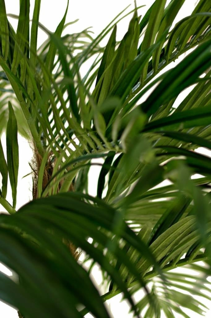 Palm Areca | 200 cm