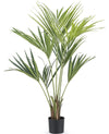 Palm Kentia | 135 cm