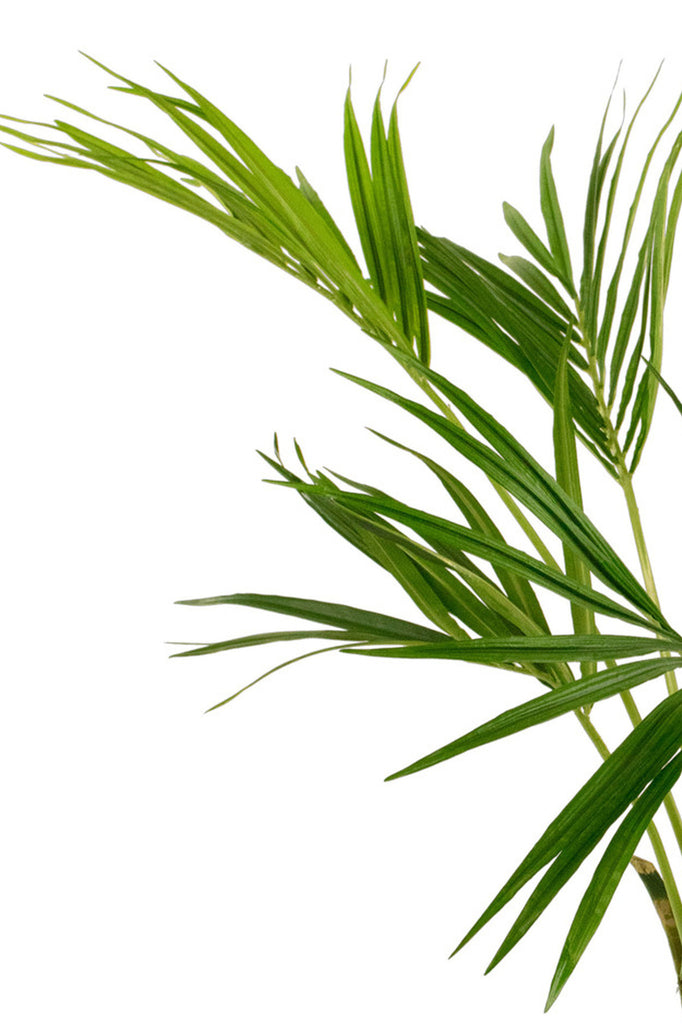 Palm Kentia | 135 cm