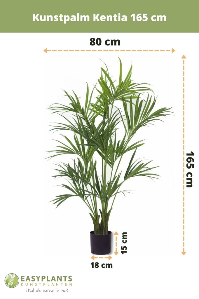 Palm Kentia | 165 cm