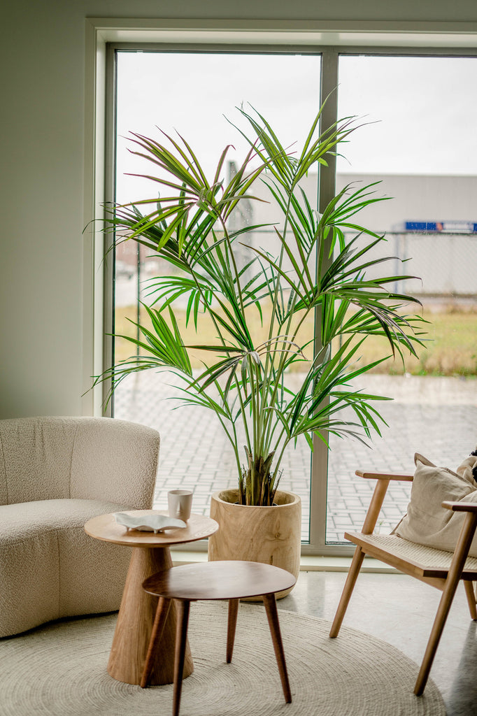 Palm Kentia | 190 cm