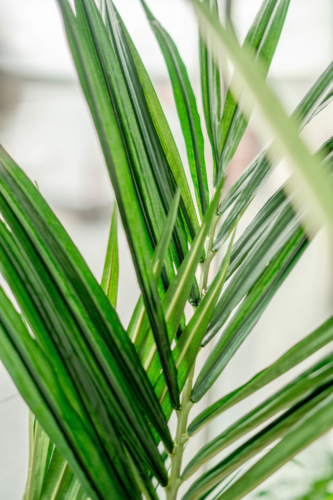 Palm Kentia | 190 cm