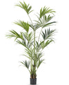Palm Kentia | 220 cm