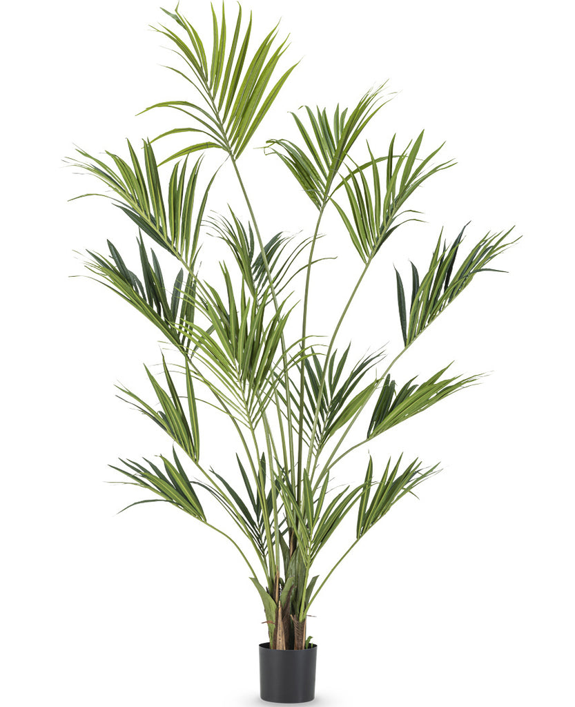 Palm Kentia | 250 cm