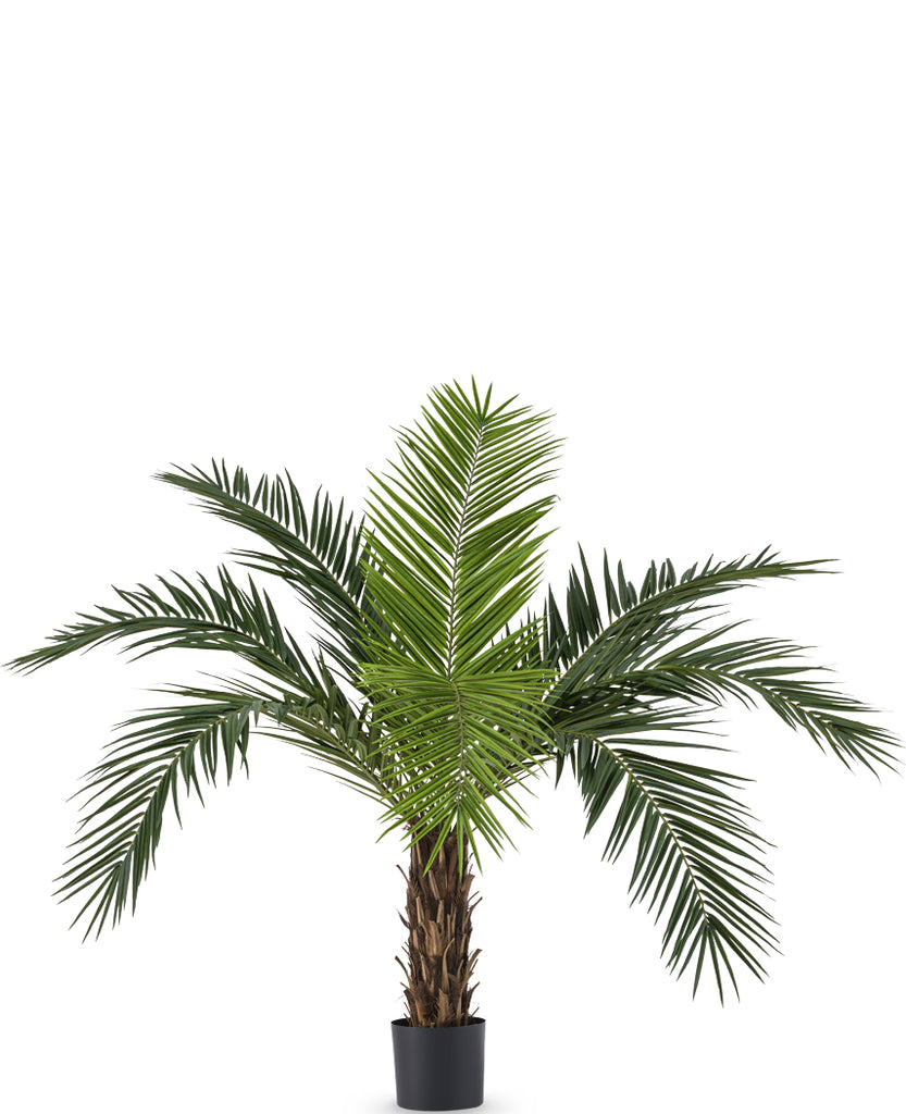 Palm Phoenix Canarie | 160 cm