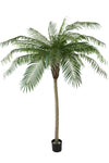 Palm Phoenix De Luxe | 210 cm