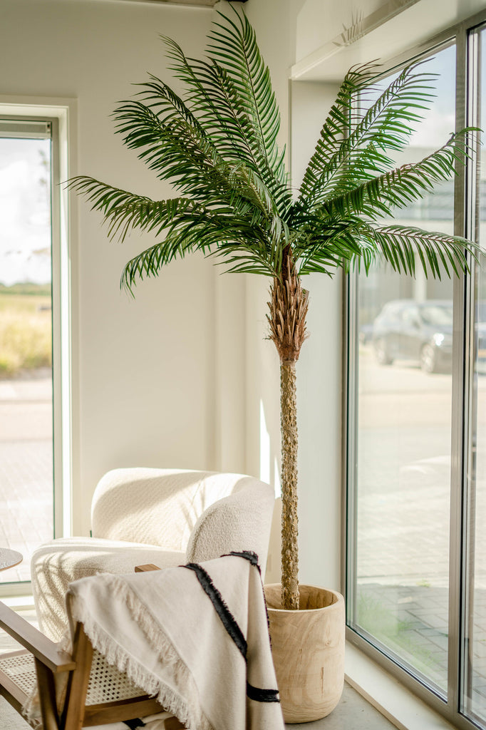 Palm Phoenix De Luxe | 210 cm