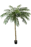 Palm Phoenix De Luxe | 250 cm
