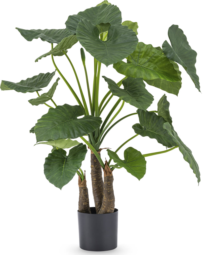 Alocasia Groen | 120 cm