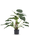 Kunstplant Alocasia Cucullata 53 cm