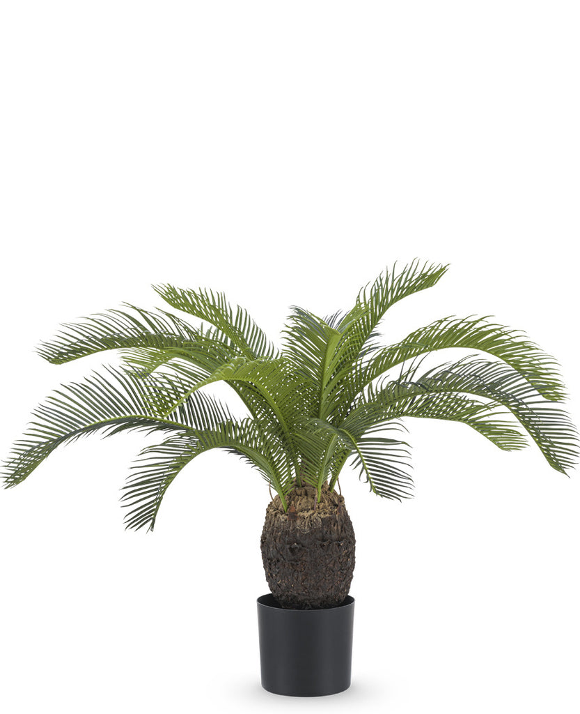 Baby Cycas Palm | 60 cm