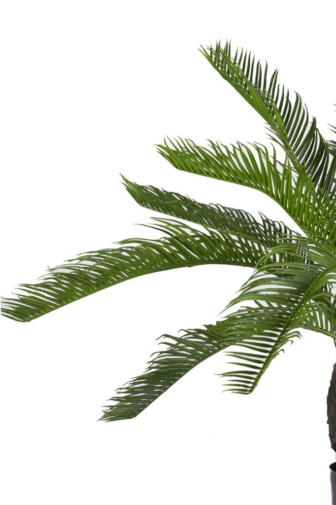Baby Cycas Palm | 60 cm