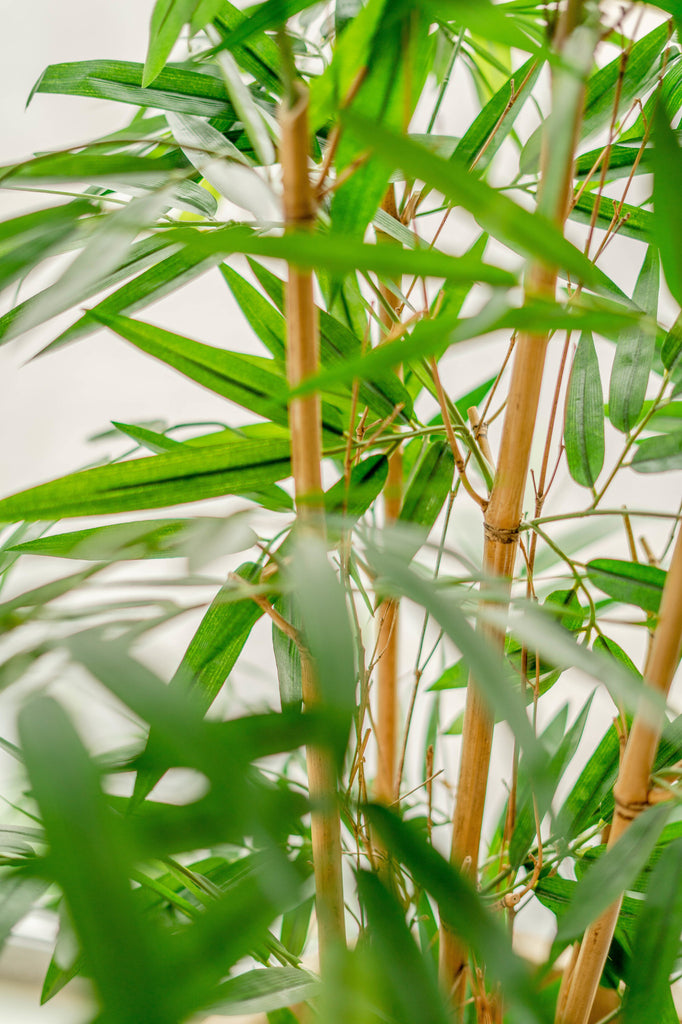 Bamboe Groen | 120 cm