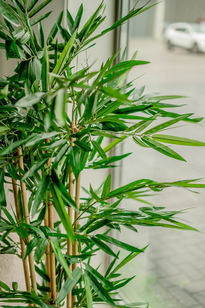 Bamboe Groen | 150 cm